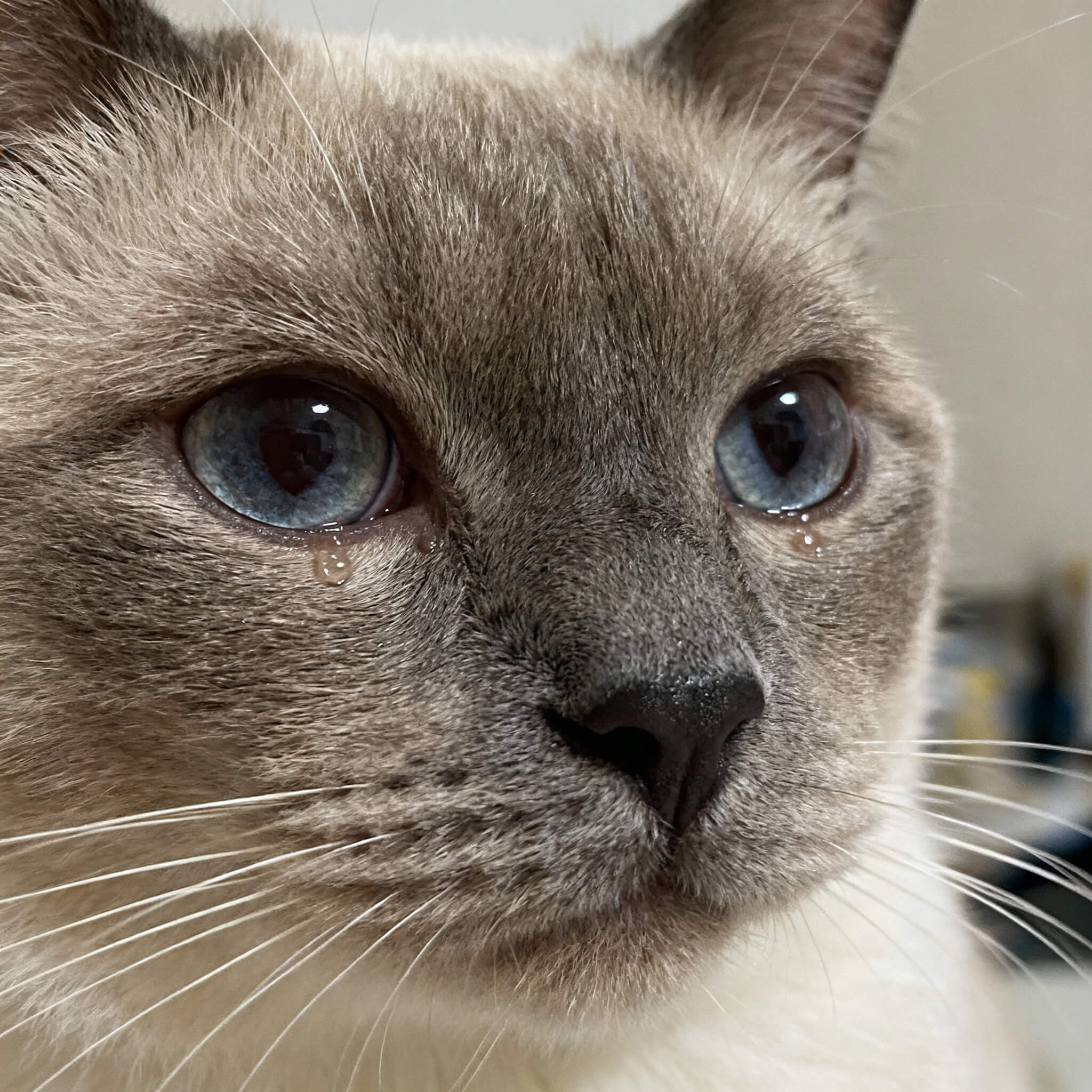 Что делать, если у кошки текут глаза