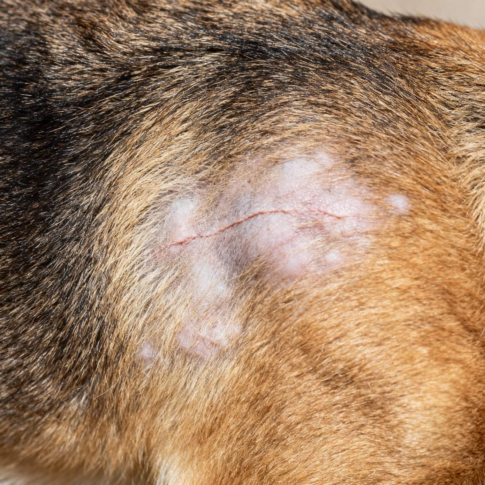 Внешний вид лишая у собаки